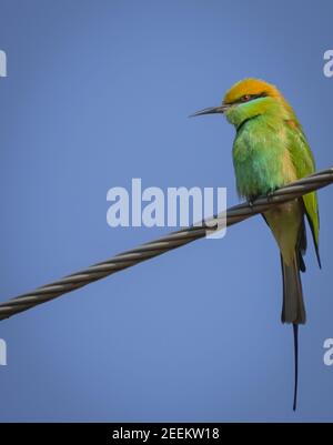 The green bee-eater or Merops orientalis or little green bee-eater sitting on electric wire Stock Photo