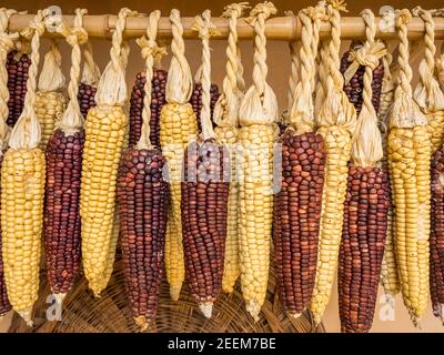 Corn cobs dried in the sun. Organic natural vegan food. Stock Photo