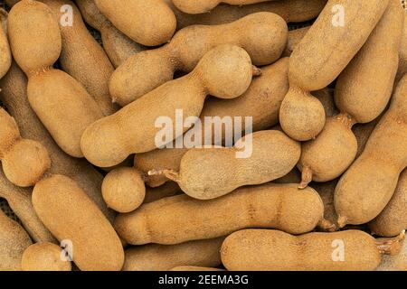 Tamarind fruits stock image. Image of tamarindus, sour - 35277081