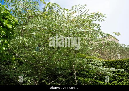 Mature Aralia elata Variegata in a mixed planting of trees and shrubs in an English garden Stock Photo