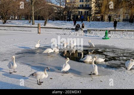 Landwehrkanal im Winter, Wintereinbruch im Februar 2021,  Schwäne auf dünner Eisschicht ,  Berlin Stock Photo