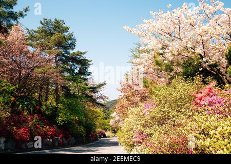 Spring flower forest road at Gakwonsa Temple in Cheonan, Korea Stock Photo