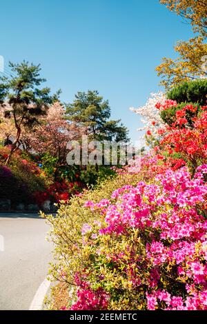 Spring flower forest road at Gakwonsa Temple in Cheonan, Korea Stock Photo