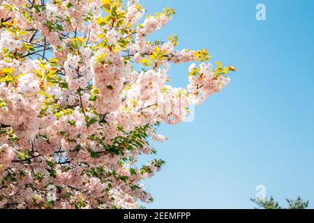 Pink cherry blossoms at Gakwonsa Temple in Cheonan, Korea Stock Photo