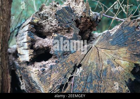 Felled tree trunk with age ring detail found on a Hertfordshire, UK farm. Stock Photo