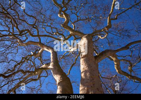 huge and unusually grown plane tree at Werdringen moated castle in Hagen-Vorhalle, North Rhine-Westphalia, Germany.  maechtige und ungewoehnlich gewac Stock Photo
