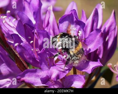 Buff-tailed bumblebee (Bombus terrestris) covered in pollen while visiting a Rhododendron (Rhododendron ponticum) flower, Dorset heathland, UK, May. Stock Photo