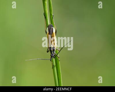 Meadow plant bug (Leptopterna dolabrata) on a grass stem in a chalk grassland meadow, Wiltshire, UK, May Stock Photo
