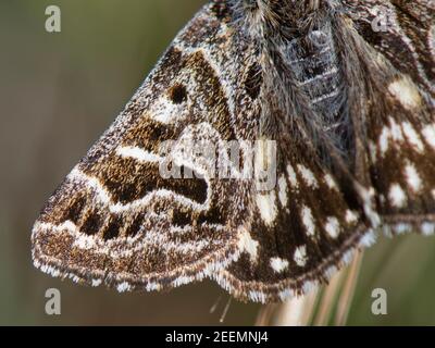 Mother Shipton moth (Callistege mi) close up of wing pattern resembling the profile of a witch’s face, chalk grassland meadow, Wiltshire, UK, May. Stock Photo