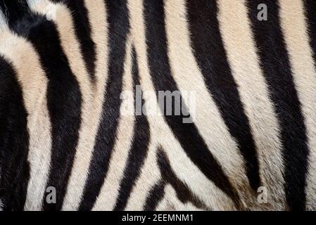 Black and White Pattern of Burchell's Zebra Coat, Fur or Hair Stock Photo