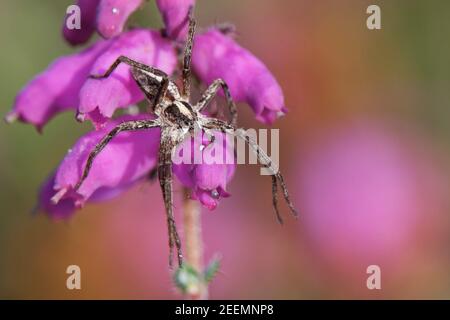 Nursery web spider (Pisaura mirabilis) hunting on Dorset heath (Erica ciliaris) flowers on heathland, Dorset, UK, August. Stock Photo