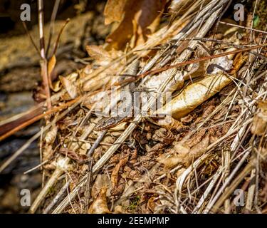 Cute lizard hiding and watching at the camera, brown European lizard Stock Photo