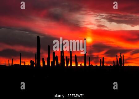 A stand of sagauro cacti silhouetted against a fiery sky in Saguaro National Park, Arizona Stock Photo