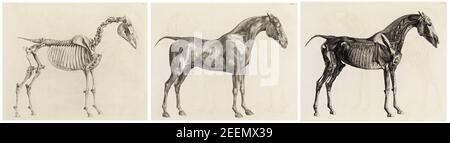 The Anatomy of the Horse, including a particular description of the bones, cartilages, muscles, fascias, ligaments, nerves, arteries, veins, and glands, anatomical drawing by George Stubbs, 1766 Stock Photo