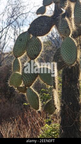 tree cactus backlit; sharp spines prominent; Opuntia echios var. gigantea; nature; Galapagos Islands; South America; Isla Santa Cruz; Ecuador Stock Photo