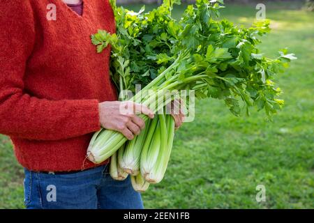 Woman collecting celery from kitchen garden