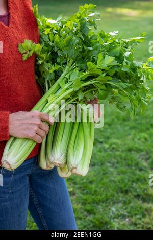 Woman collecting celery from kitchen garden
