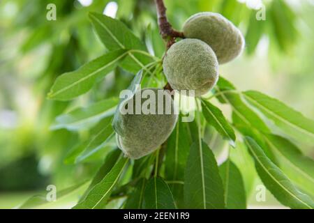 Almonds ripening on it's tree Stock Photo