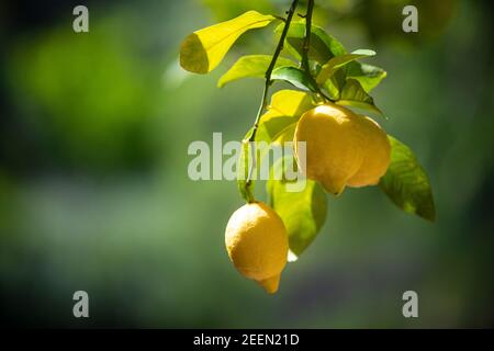 Lemons growing on a tree Stock Photo