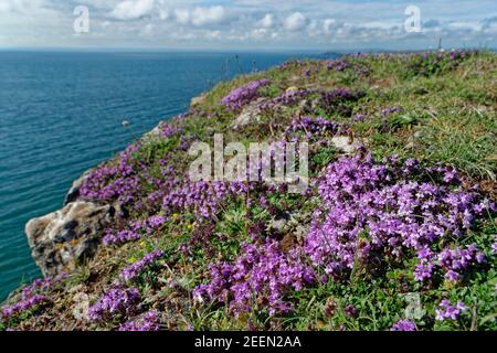 Wild thyme (Thymus polytrichus) clumps flowering on a limestone cliff top, Rhossili, The Gower, Glamorgan, Wales, UK, July. Stock Photo