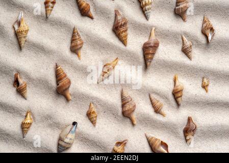 Seashells on wavy sand. Summer beach background. View from above. Flat lay Stock Photo