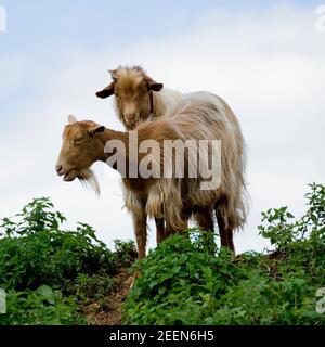 two golden guernsey goats Stock Photo