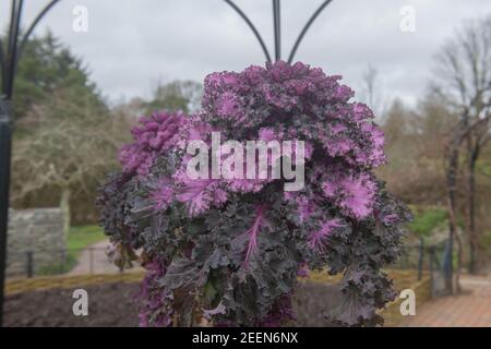 Home Grown Organic Winter Kale 'Candy Floss' (Brassica oleracea 'Acephala') Growing in a Kitchen Garden in Rural Devon, England, UK Stock Photo