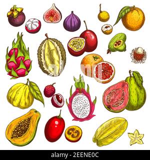 Exotic tropical fruits sketch icons. Vector isolated set of durian, papaya or juicy feijoa and lychee, banana or rambutan and dragon fruit and mangost Stock Vector