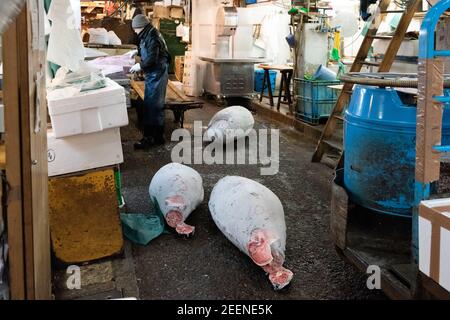 Tokyo, Japan - Jan 22 2016: Frozen tuna in the Tsukiji Fish Market, Tokyo, Japan Stock Photo