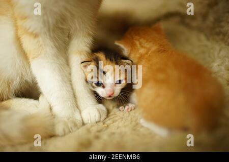 newborn tricolor kitten near cat's paws on the bed Stock Photo