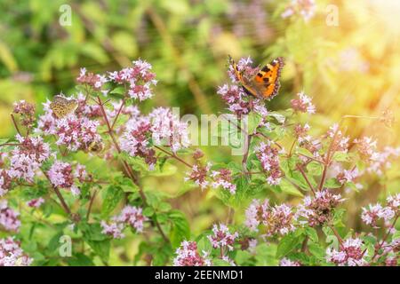 Purple flowers of origanum vulgare or common oregano, wild marjoram. Sunny day Stock Photo