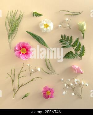 Flat lay on sand colour background. Green plants and leaves, with flowers Stock Photo