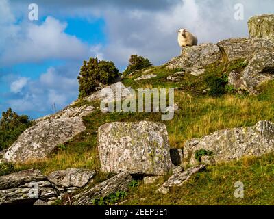 Sheep on rocks in upland landscape at Dinas Oleu near Barmouth in Gwynedd North West Wales UK close to the popular Panorama Walk. Stock Photo