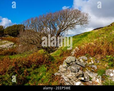 Upland landscape with windswept tree and stone wall at Dinas Oleu near Barmouth in Gwynedd North West Wales UK close to the popular Panorama Walk. Stock Photo