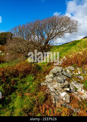 Upland landscape with windswept tree and stone wall at Dinas Oleu near Barmouth in Gwynedd North West Wales UK close to the popular Panorama Walk. Stock Photo