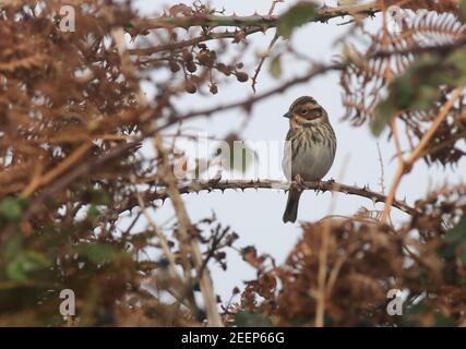 Little Bunting showing very well on the Island of Tresco in an abandoned bull field. This little bird will have come from Eastern Europe and Siberia. Stock Photo