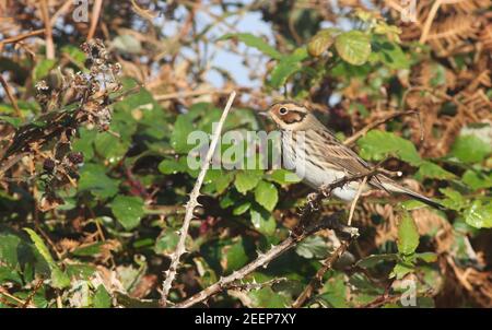 Little Bunting showing very well on the Island of Tresco in an abandoned bull field. This little bird will have come from Eastern Europe and Siberia. Stock Photo