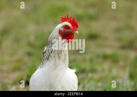 White Leghorn breed of chicken used mainly for laying  white eggs Stock Photo
