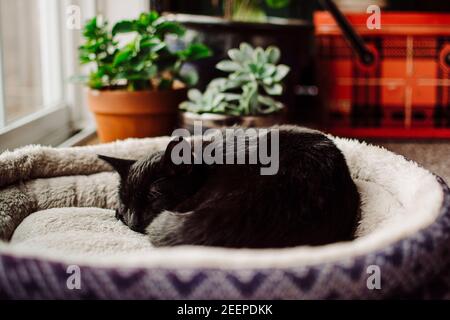 Black kitten curled up sleeping on a blue cat bed Stock Photo