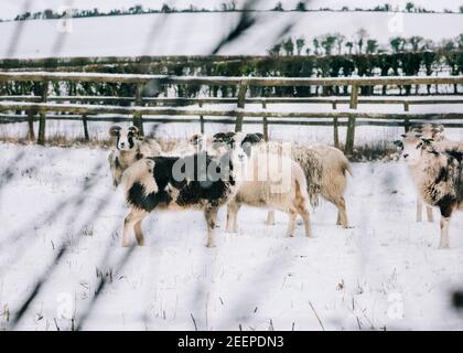 close up of highland sheep in a snowy field in the English countryside Stock Photo
