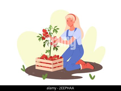 People farming, happy young woman working in eco garden or farm, harvesting tomatoes Stock Vector