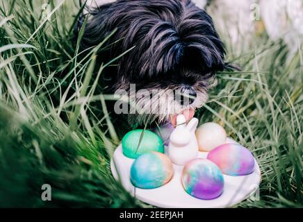 Fluffy Black and White Dog Licks easter Eggs on Rabbit Dish on Grass Stock Photo