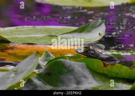 A frog sitting on a lily pad in a pond with purple reflections Stock Photo