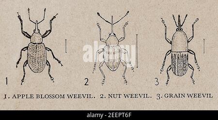 A circa 1930's British illustration showing the kinds of weevil commonly found at that time. These  beetles belonging to the superfamily Curculionoidea, have elongated snoutsand usually measure 6 mm (1⁄4 in) in length. They are herbivorous.Though there are around 97,000 types of known weevil, these were obviously the one's most commonly seen by  readers in the 1930s. - APPLE BLOSSOM WEEVIL ( Anthonomus pomorum) -NUT WEEVIL  (Curculio Nucum) - GRAIN WEEVI (aka Wheat Weevil Sitophilus granarius) Stock Photo