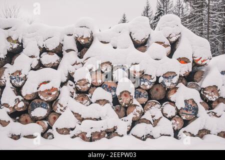 Winter in Harz Mountains National Park, Germany. Snow covered pile of logs in German forest Stock Photo