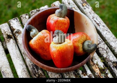 Cashew fresh originating from Para, Brazil Stock Photo