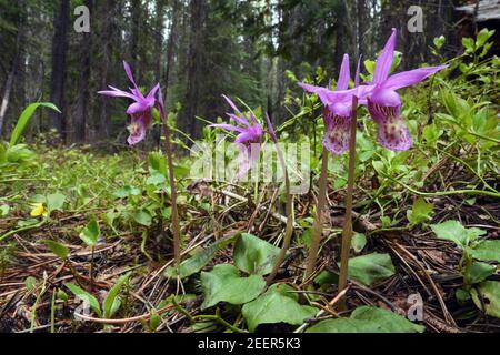 Fairy slipper orchids in a conifer forest. Kootenai National Forest, northwest Montana. (Photo by Randy Beacham) Stock Photo