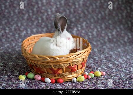 White Easter Bunny with red eyes in a wooden basket with painted eggs Stock Photo
