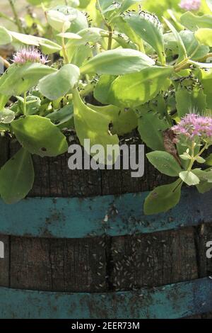 A swarm of flying ants in the garden Stock Photo