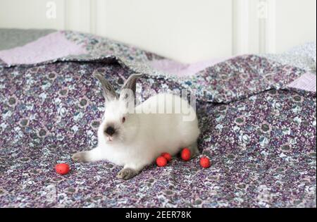 White Easter Bunny with red eyes on a blanket and Easter eggs Stock Photo